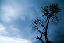 Branches of a tree silhouetted against a stormy sky von Sami Sarkis Photography