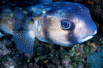 Portrait of a Freckled Porcupinefish (Diodon holocanthus) von Sami Sarkis Photography