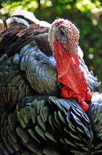 Turkey headshot von Sami Sarkis Photography