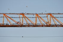 Flock of birds perching on construction crane by Sami Sarkis Photography