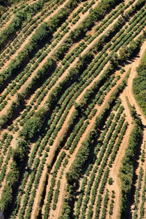 Vineyards on Mediterranean coast by Sami Sarkis Photography