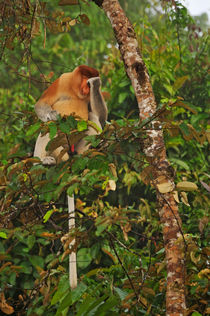 Male Proboscis monkey in rainforest by Sami Sarkis Photography