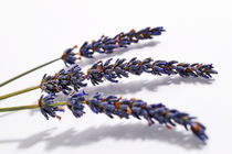 Three lavender flowers by Sami Sarkis Photography