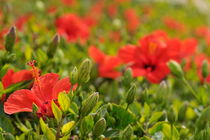 Red hibiscus flower by Sami Sarkis Photography