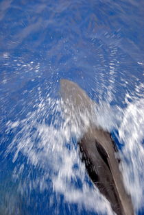 Bottle-nosed dolphins  by Sami Sarkis Photography