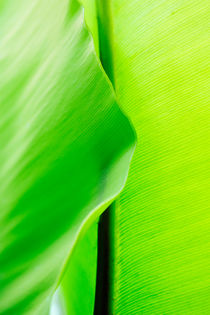 Close up of green leaf von Sami Sarkis Photography