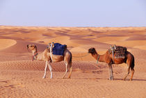 Two camels in the Sahara Desert von Sami Sarkis Photography