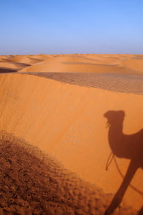 Shadow of camel on sand dune von Sami Sarkis Photography