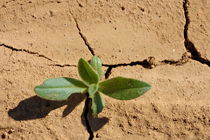 Green plant on dry cracked ground in summer von Sami Sarkis Photography