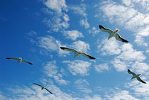 Flock of five Seagulls flying in the sky by Sami Sarkis Photography