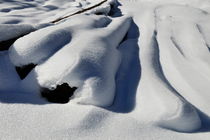 Tree trunk under snow by Sami Sarkis Photography
