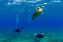 Divers photographing Green turtle von Sami Sarkis Photography