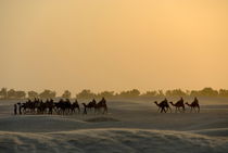 Camel ride at sunset in Sahara desert von Sami Sarkis Photography