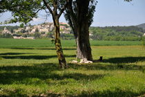 Tree in  a field with Vallauris village von Sami Sarkis Photography