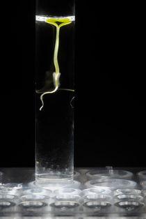Seedling in test tube with water by Sami Sarkis Photography