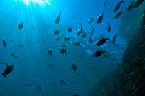 School of fish and sunbeams underwater von Sami Sarkis Photography