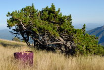 Picnic basket in alpine meadow von Sami Sarkis Photography