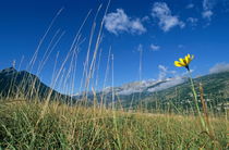 Fower in grass at summer von Sami Sarkis Photography