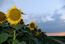 Sunflowers in field at sunset by Sami Sarkis Photography