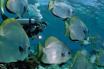 Woman diving with School of Batfish by Sami Sarkis Photography