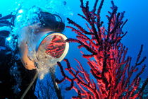 Diver's mask reflecting red gorgonian by Sami Sarkis Photography