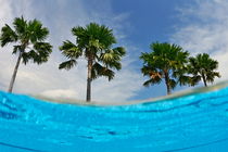 Palm trees by swimming pool egde von Sami Sarkis Photography