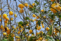 Lemons hanging on tree by Sami Sarkis Photography