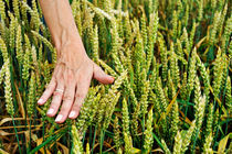 Hand caressing wheat von Sami Sarkis Photography