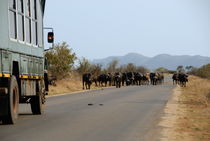 Safari truck stopped by a herd of African buffaloes von Sami Sarkis Photography