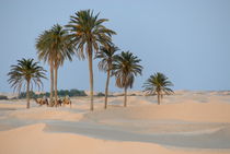 Camel ride in Sahara desert von Sami Sarkis Photography