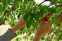 Picking cherries from tree von Sami Sarkis Photography