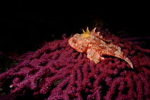 Scorpion Fish (Scorpaena Scrofa) on red gorgonian von Sami Sarkis Photography