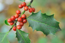 Holly leaves with red berries at fall by Sami Sarkis Photography