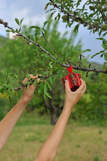 Picking wrapped gift box from tree von Sami Sarkis Photography