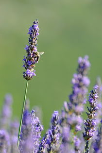 Bee gathering nectar from lavender flowers von Sami Sarkis Photography