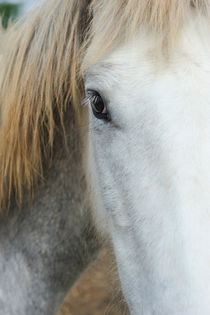 Camargue horse portrait by Sami Sarkis Photography