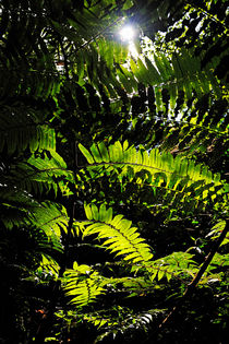 Sun spotting through fern leaves in rainforest von Sami Sarkis Photography