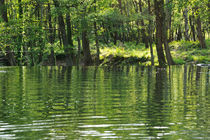 River in forest at spring by Sami Sarkis Photography