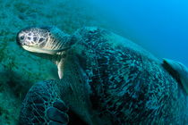 Green turtle (Chelonia midas) eating on sea bedt von Sami Sarkis Photography