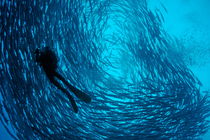 Scuba diver by a school of Blackfin Barracuda by Sami Sarkis Photography