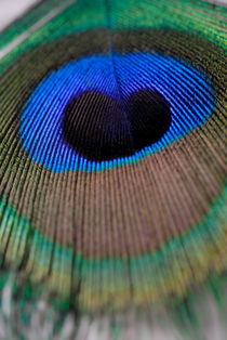 Peacock feather von Sami Sarkis Photography