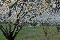 Almond tree in flower at spring von Sami Sarkis Photography