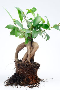 Ginseng Ficus bonsai von Sami Sarkis Photography