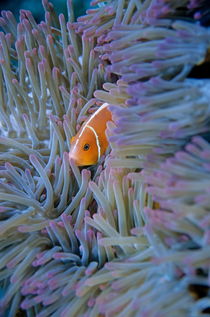 Pink Anemonefish (Amphiprion perideraion) in sea anemone von Sami Sarkis Photography