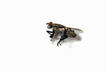 Dead fly on white background by Sami Sarkis Photography