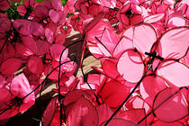 Decorative Pink flowers von Sami Sarkis Photography