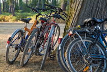 Parked mountain bikes leaning on tree von Sami Sarkis Photography