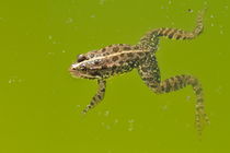 Common frog (Rana temporaria) swimming in pond by Sami Sarkis Photography