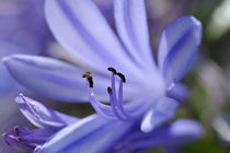 Purple flower close-up von Sami Sarkis Photography