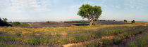 Panoramic view of a tree in lavender field von Sami Sarkis Photography